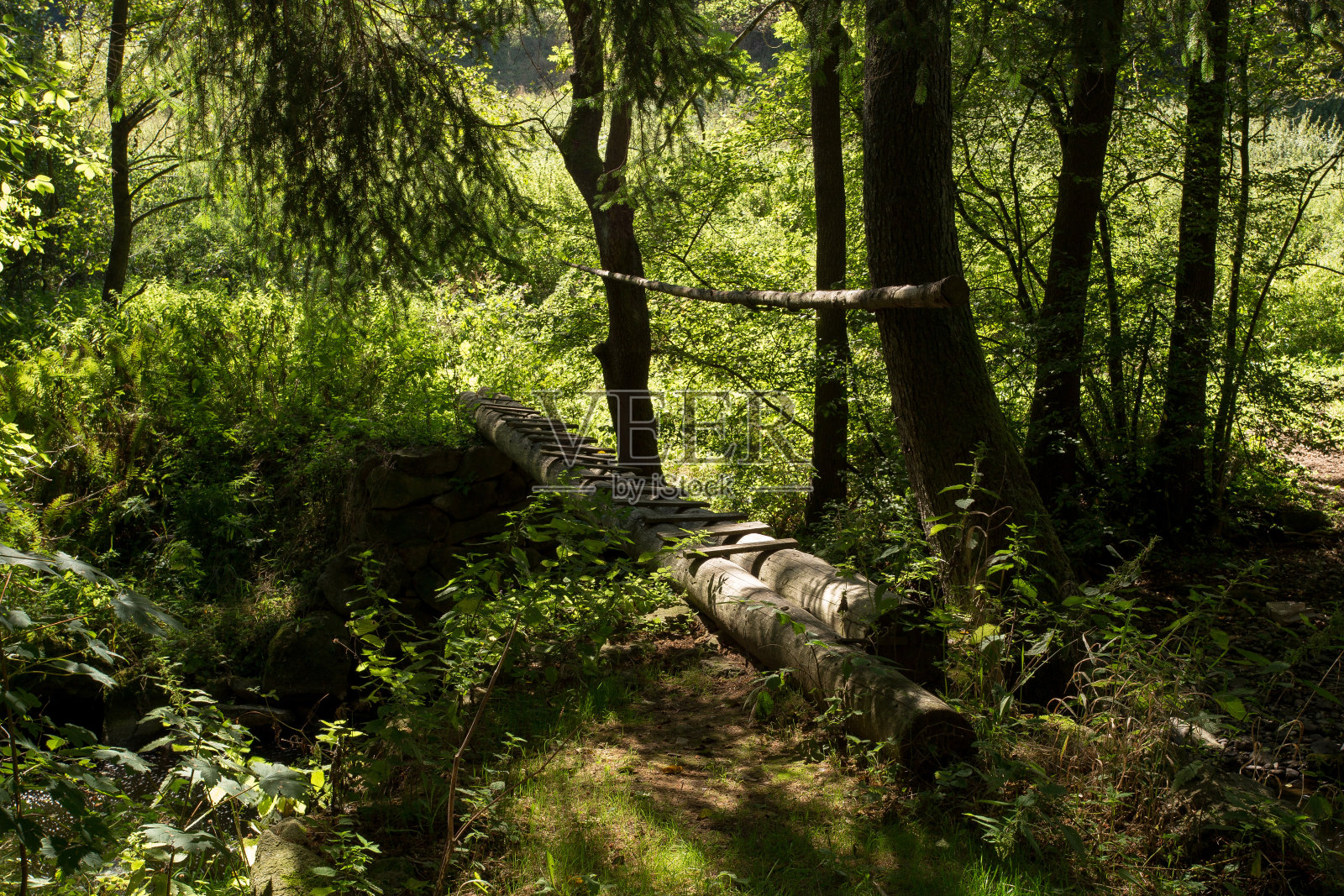 河溪与人行桥在森林照片摄影图片