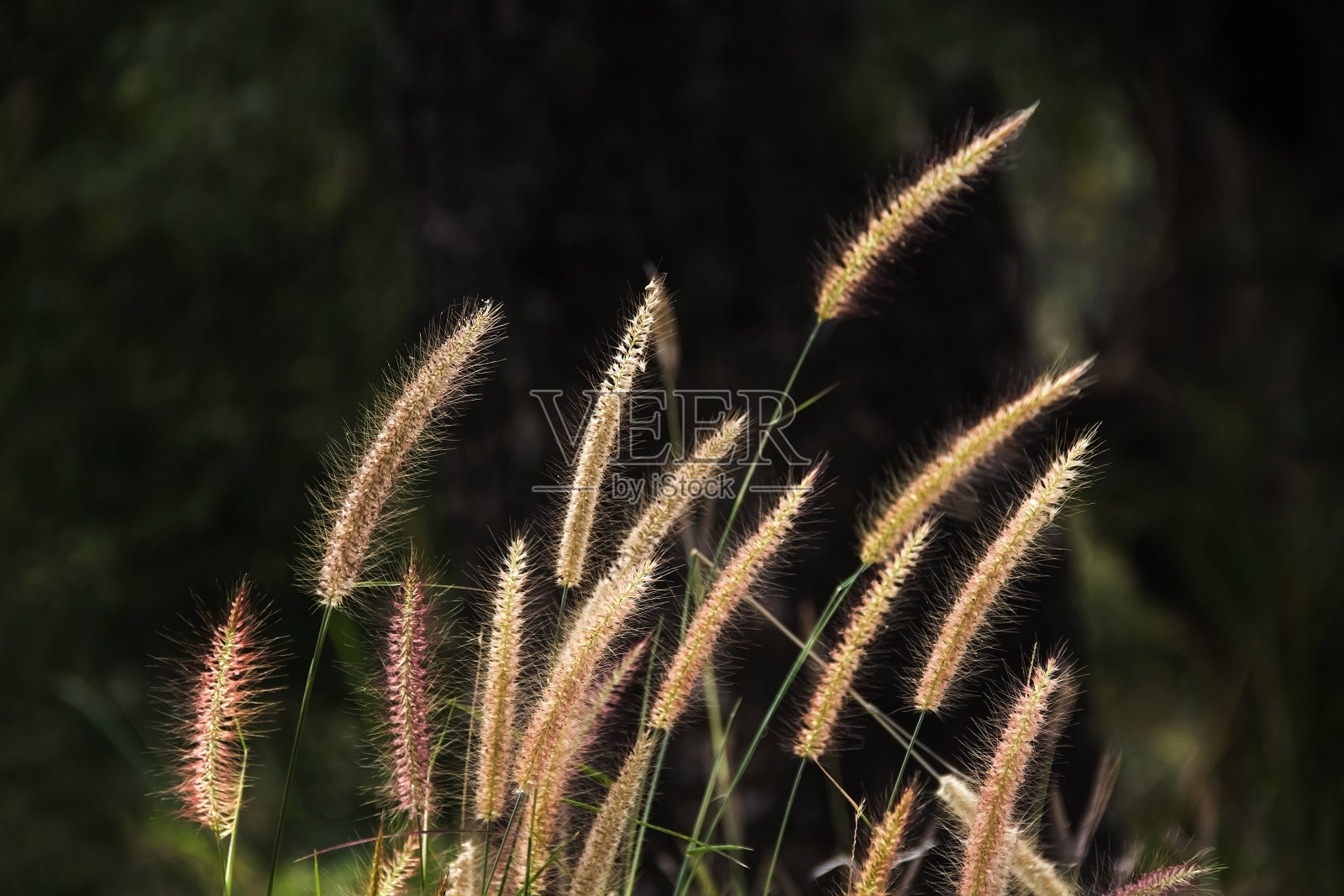 狼尾草或禾本科草地照片摄影图片