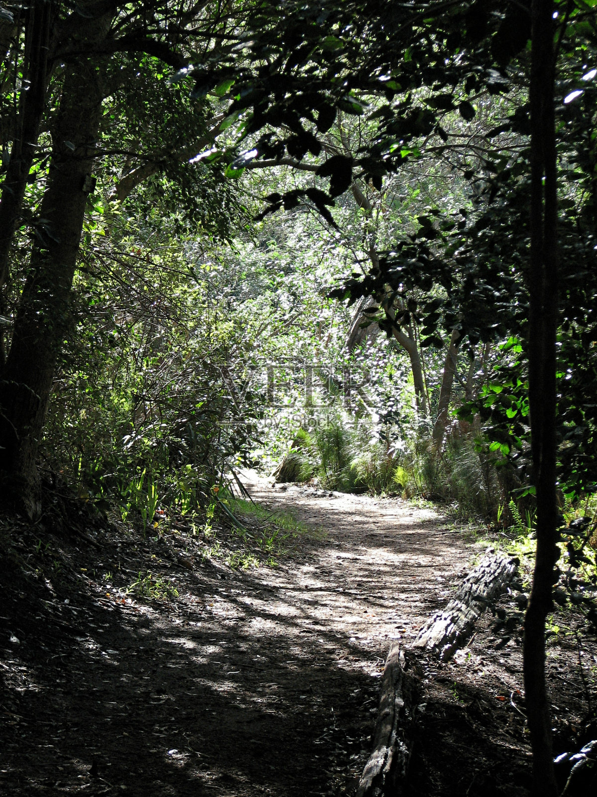 阳光照在非洲森林的小路上照片摄影图片