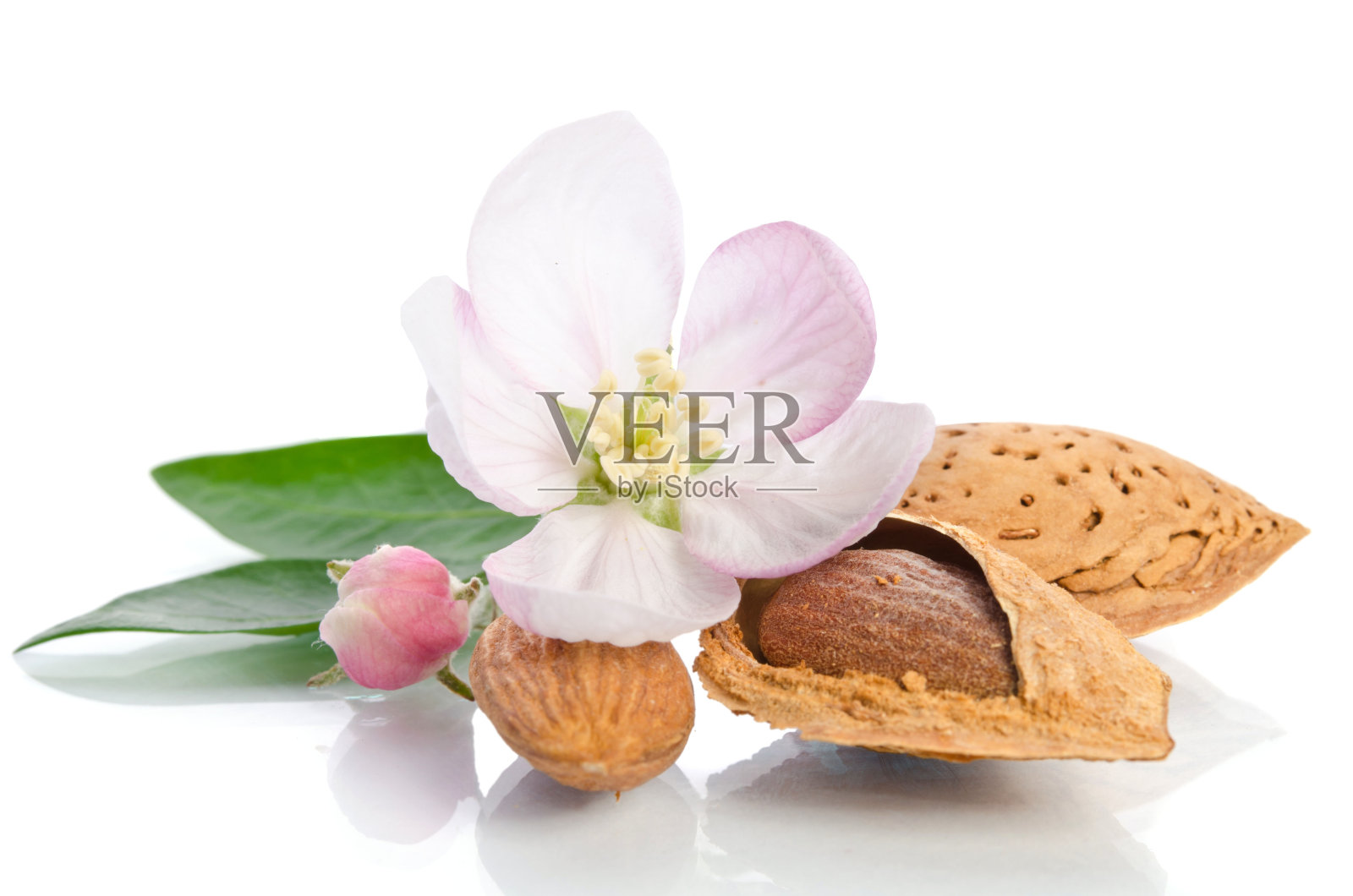 天堂花与杏仁孤立在白色背景照片摄影图片