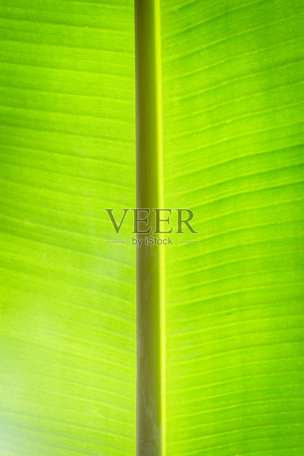 芭蕉叶背景与线条照片摄影图片