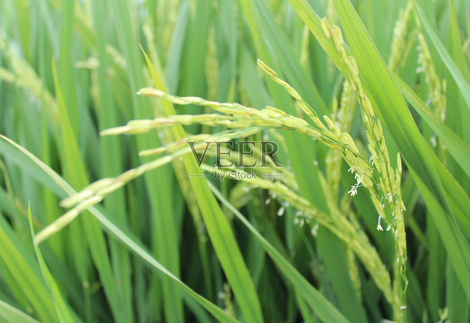 米花照片摄影图片