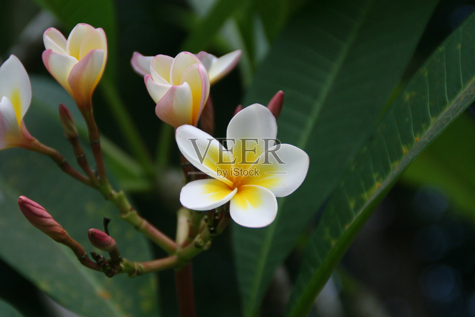 热带花卉照片摄影图片