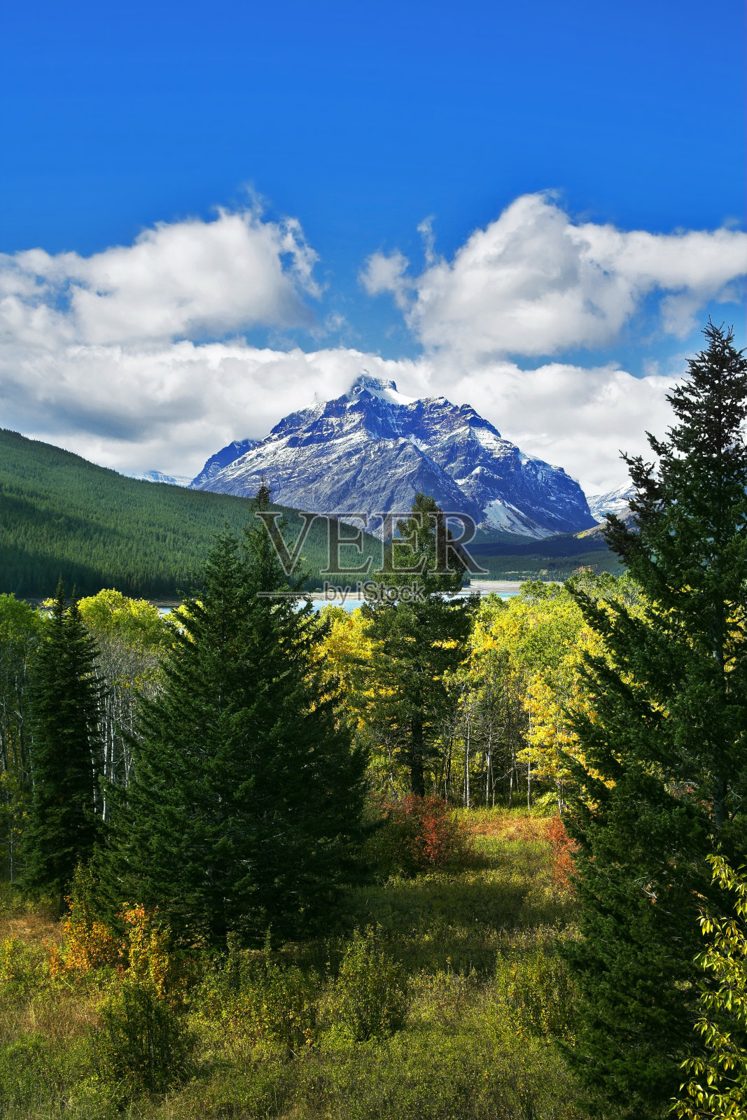 绿色fur-trees照片摄影图片