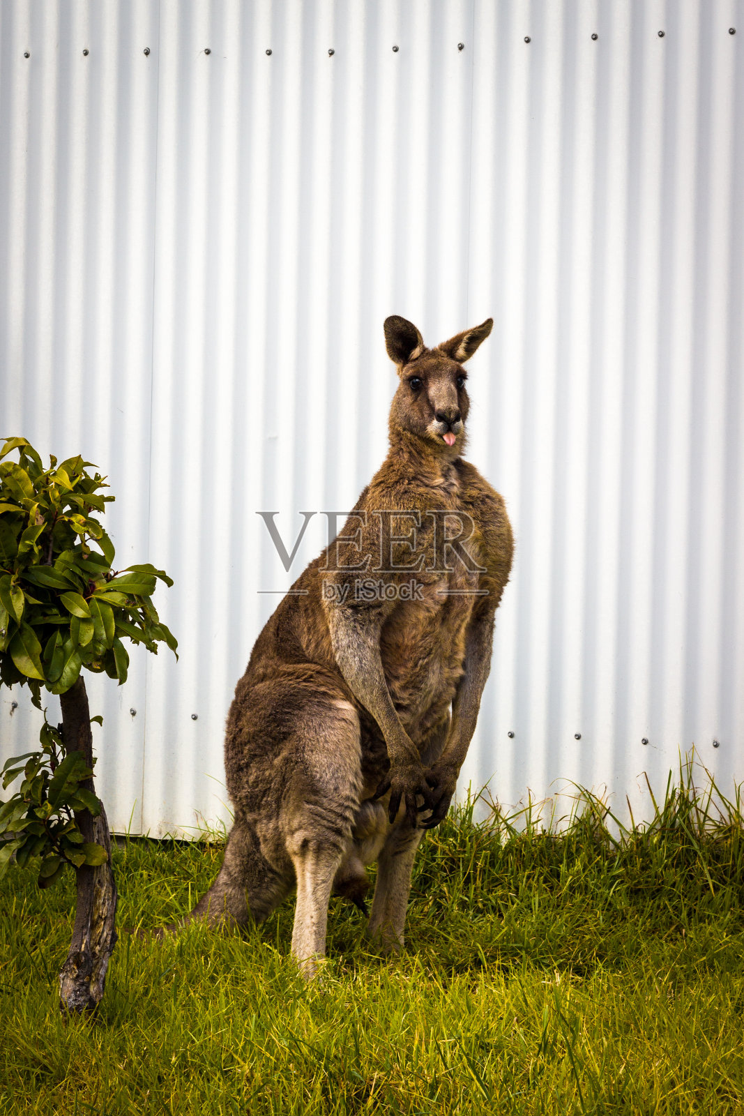 公红袋鼠伸出舌头照片摄影图片