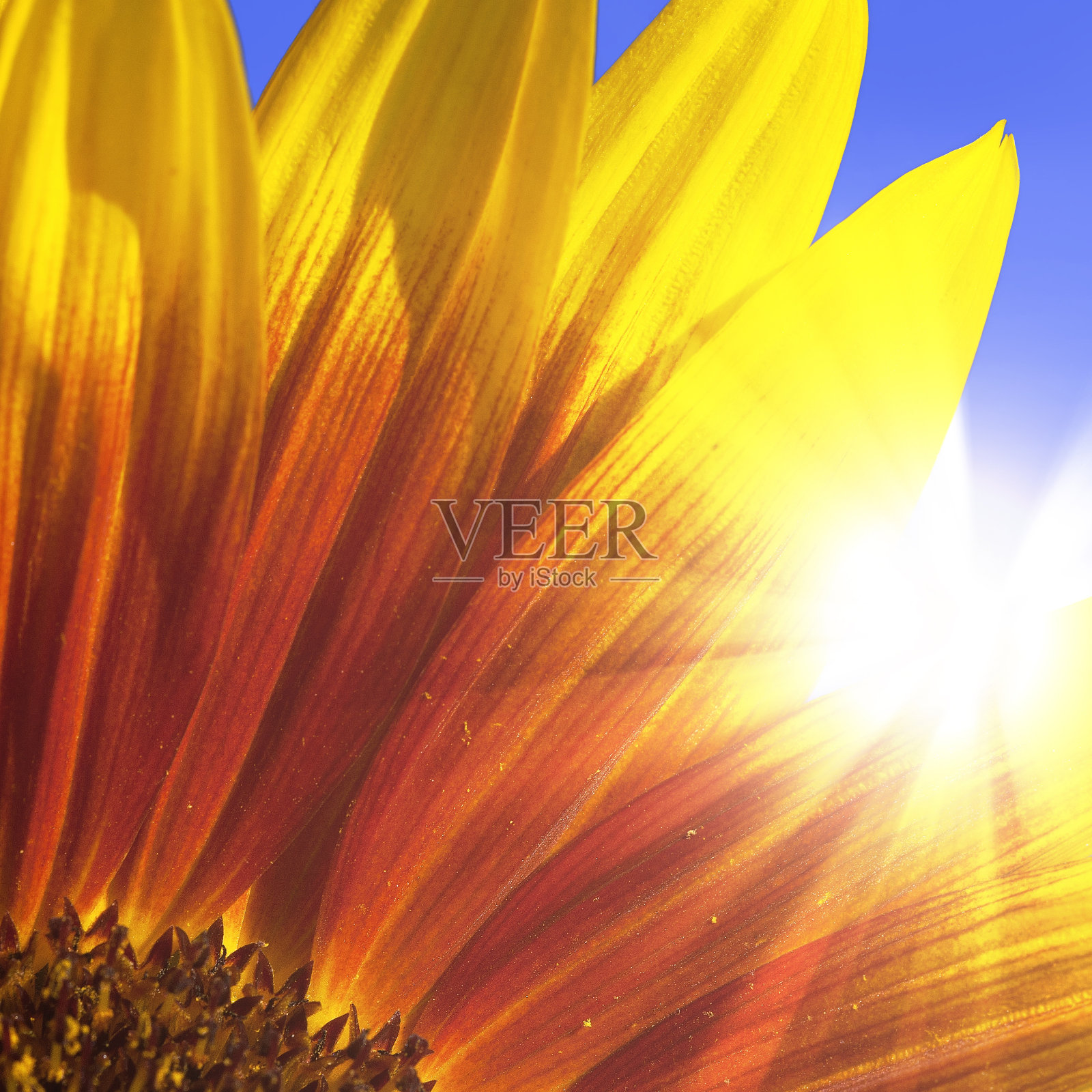 向日葵照片摄影图片