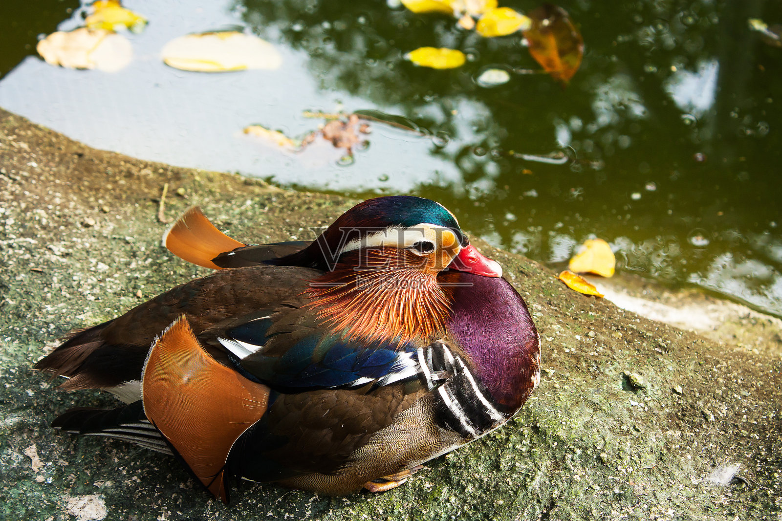 美丽的鸳鸯照片摄影图片