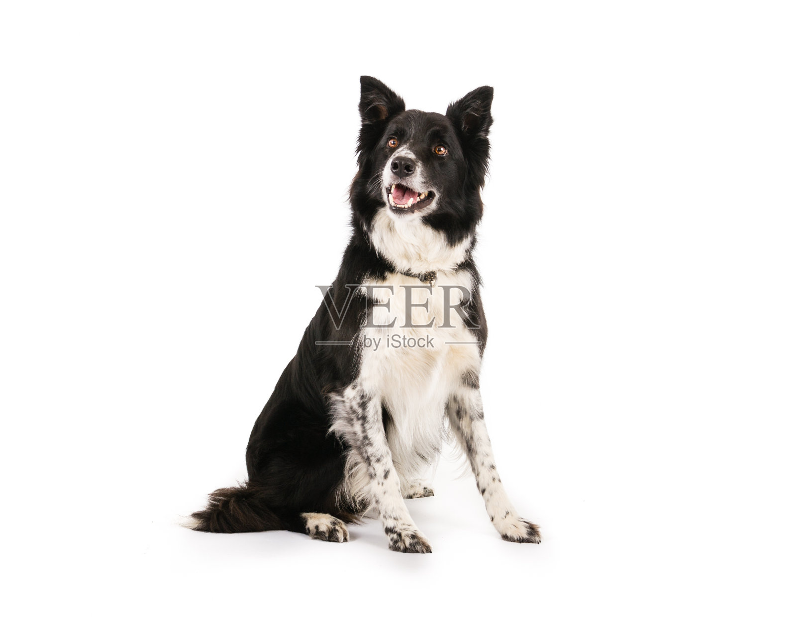 边境牧羊犬照片摄影图片