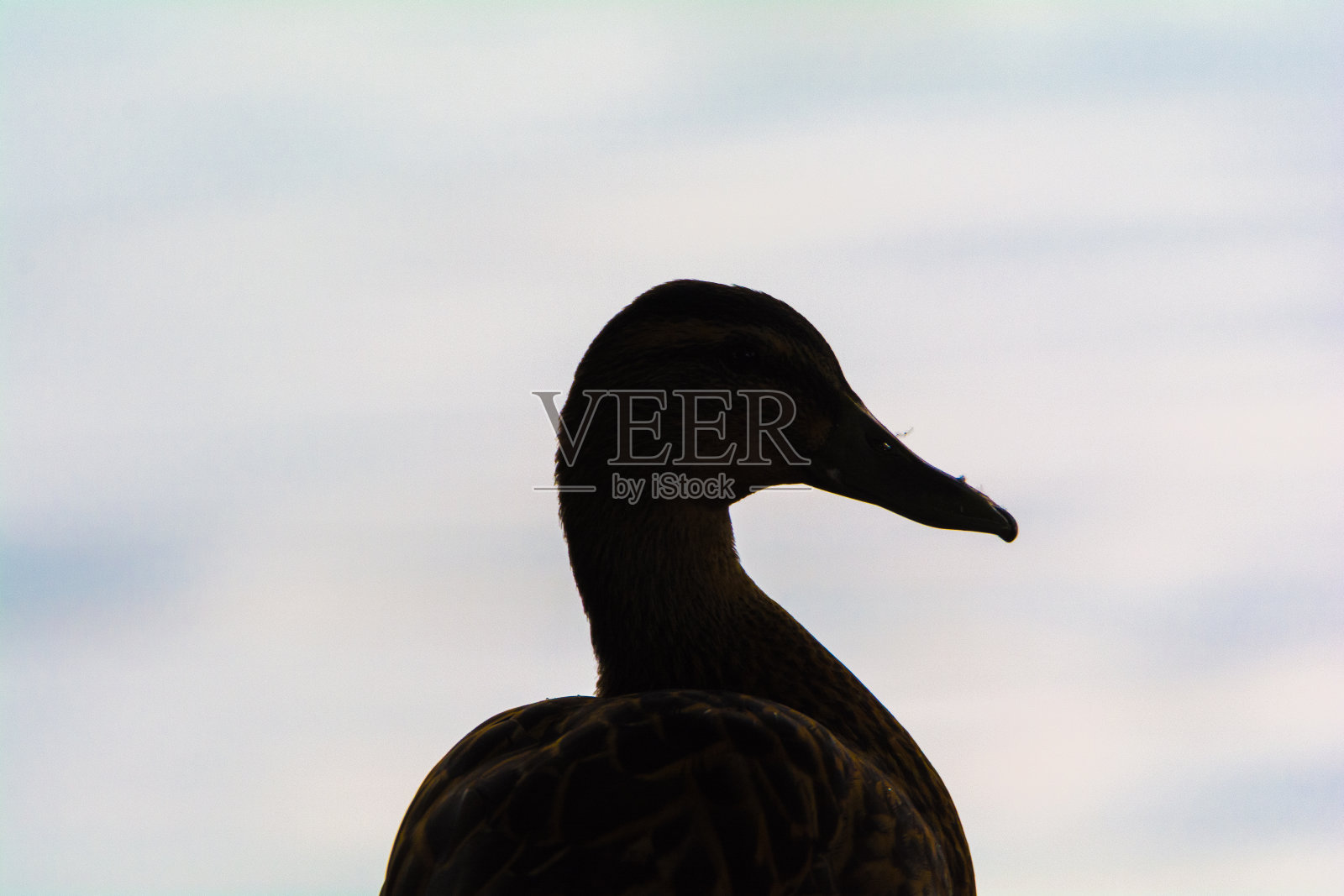 鸭子吱吱声照片摄影图片