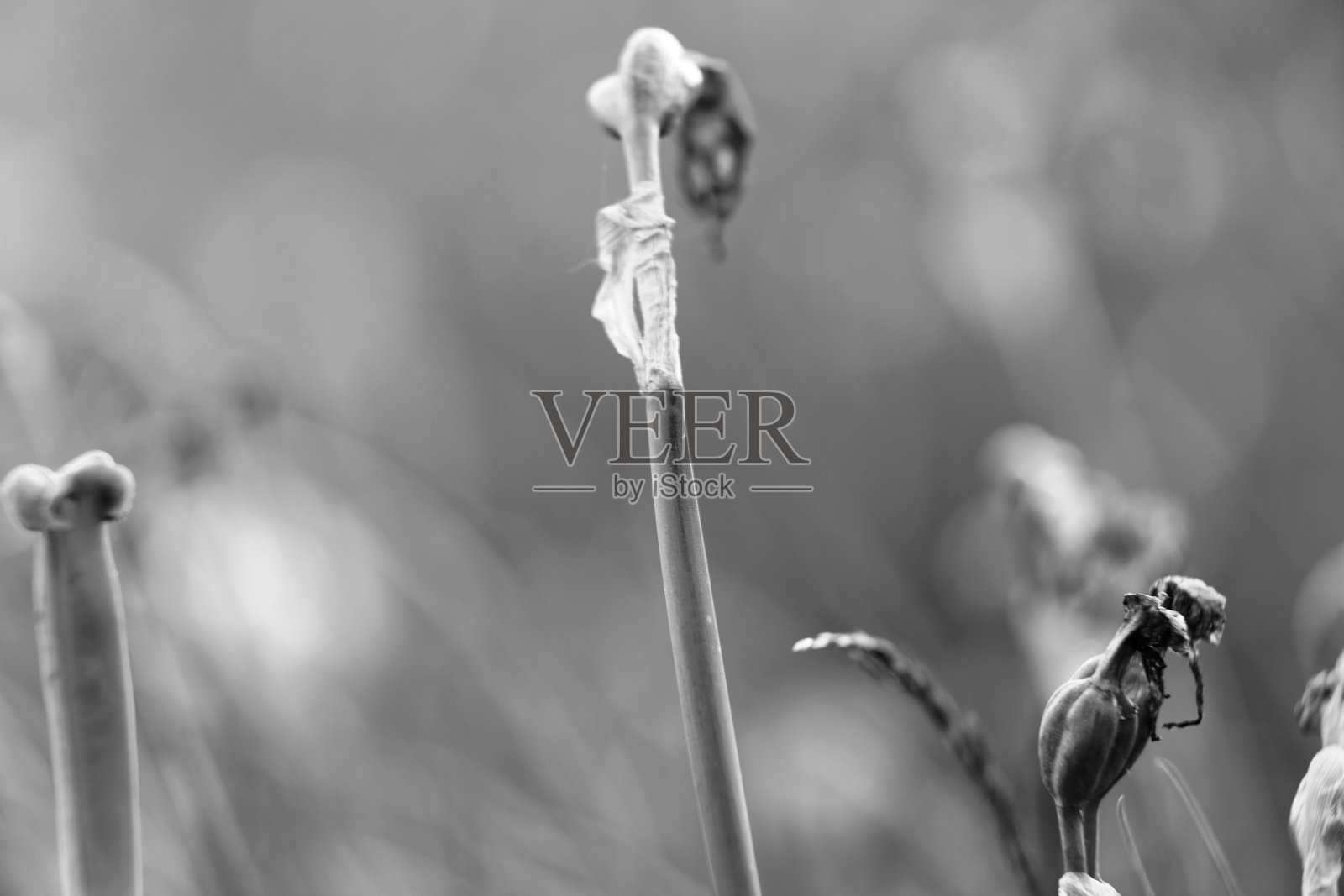 郁金香照片摄影图片