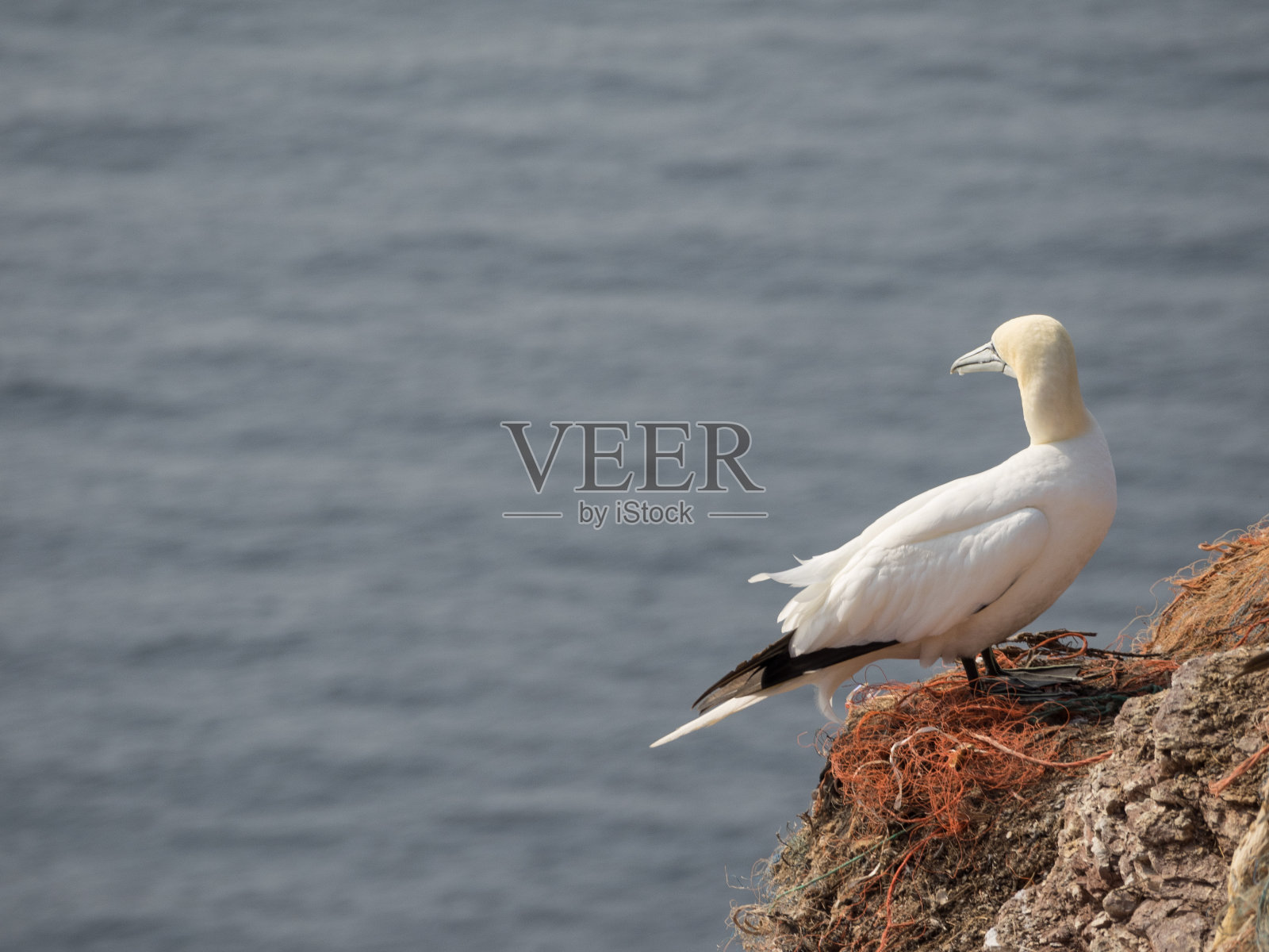 鸟helgoland照片摄影图片