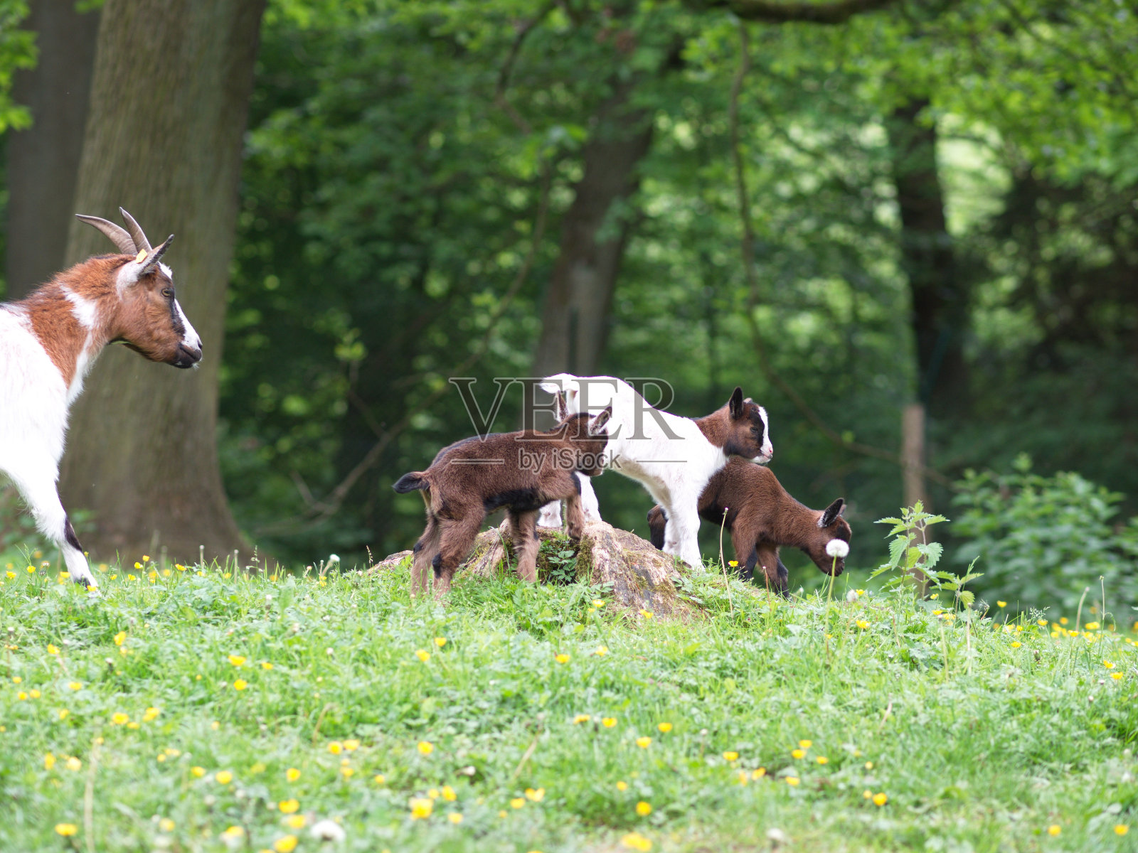 三胞胎照片摄影图片