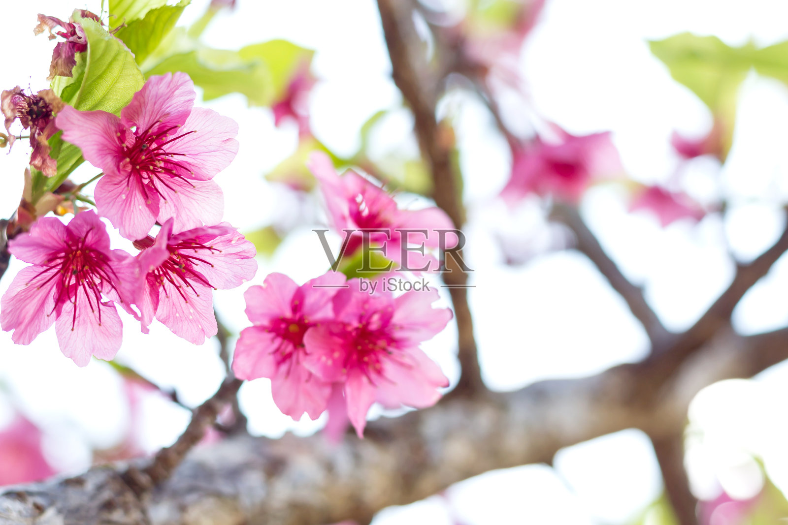 大老虎花照片摄影图片