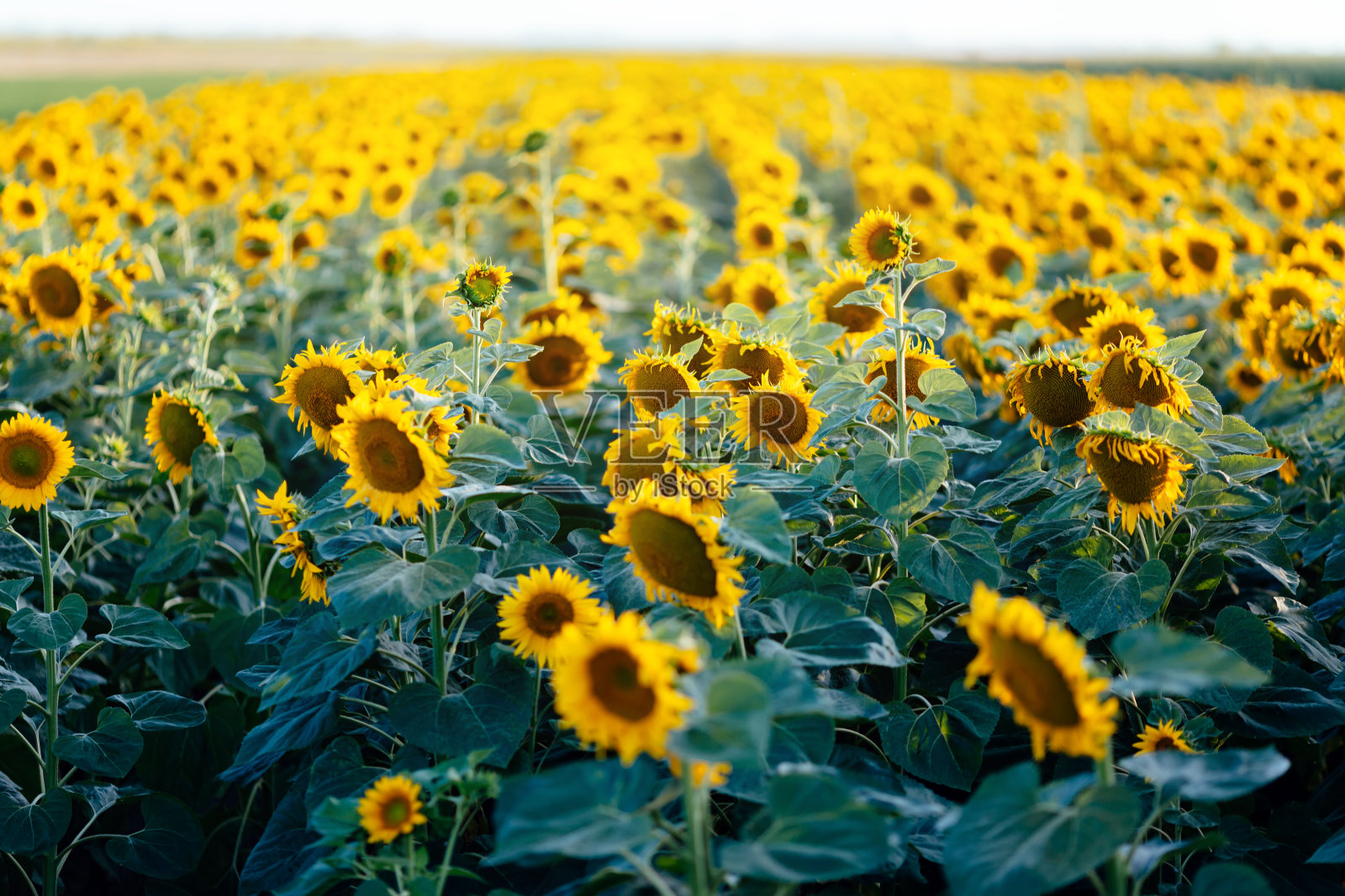 田野里的向日葵照片摄影图片