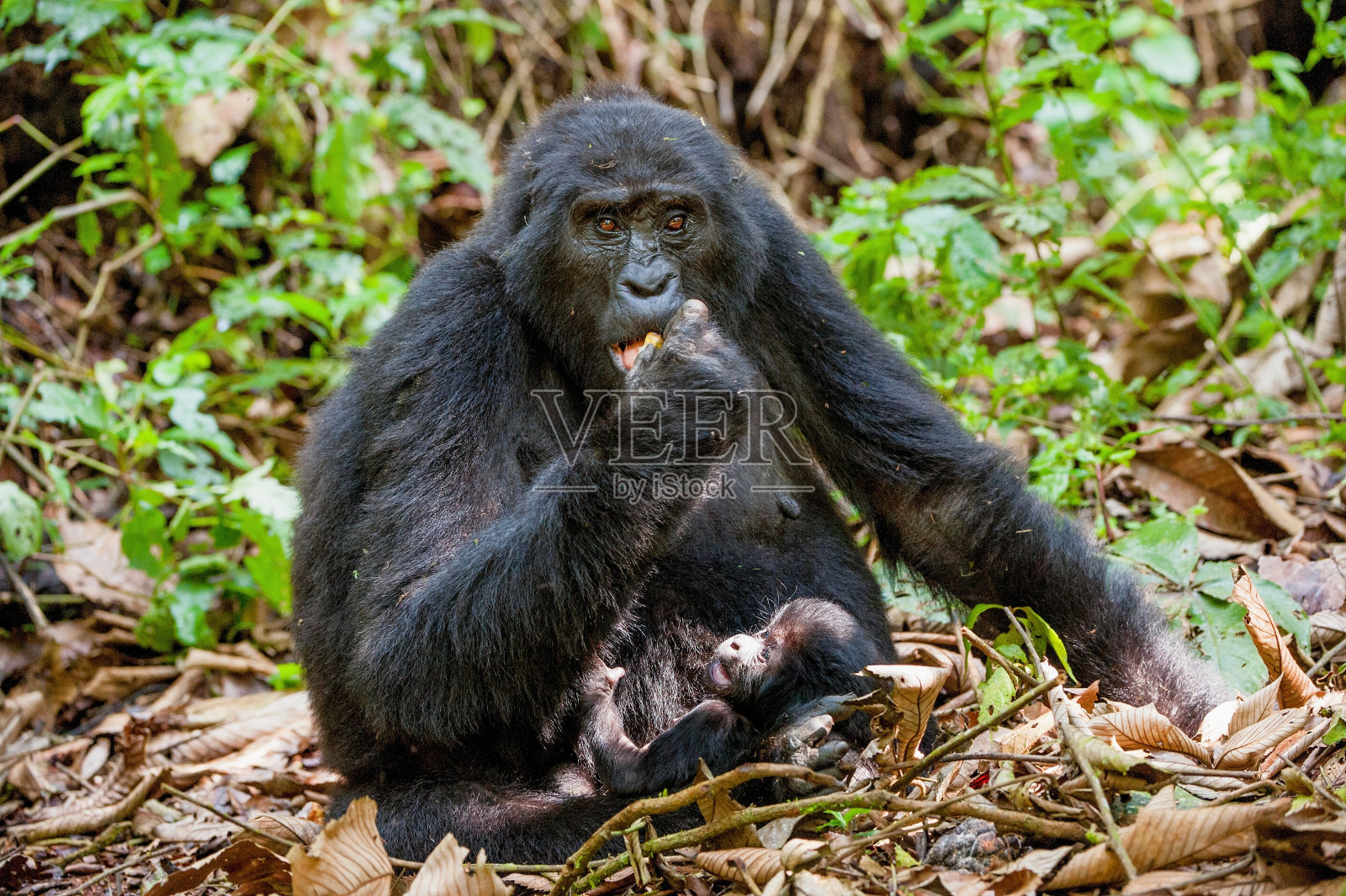 山地大猩猩和幼崽的肖像照片摄影图片