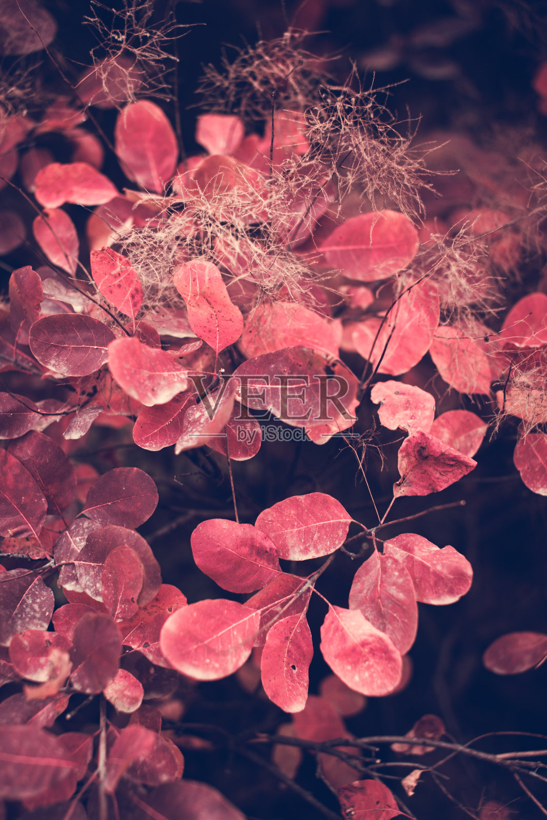 秋天的自然背景是枝头上五颜六色的树叶。软焦点照片摄影图片