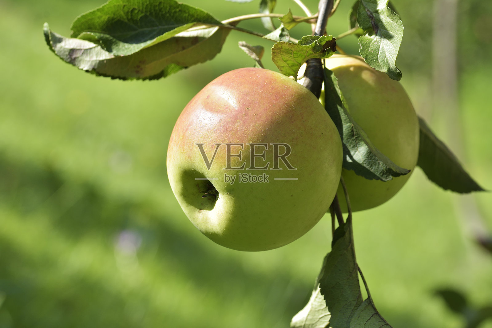苹果在苹果树枝上照片摄影图片