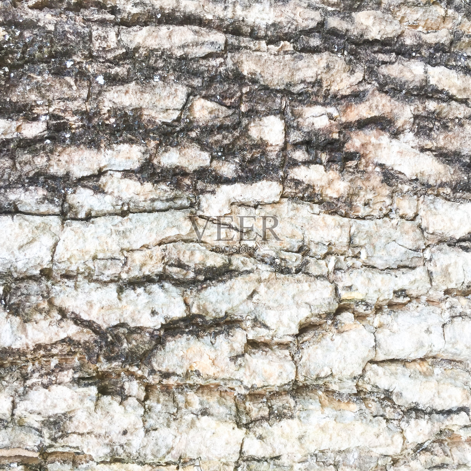 老树结构照片摄影图片