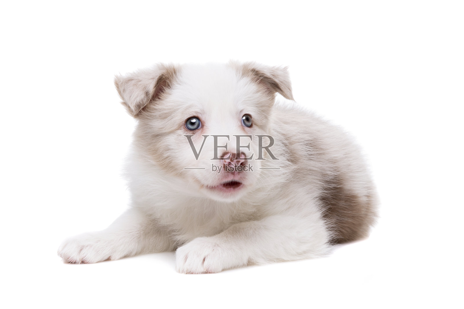 边境牧羊犬幼犬在一个白色的背景照片摄影图片