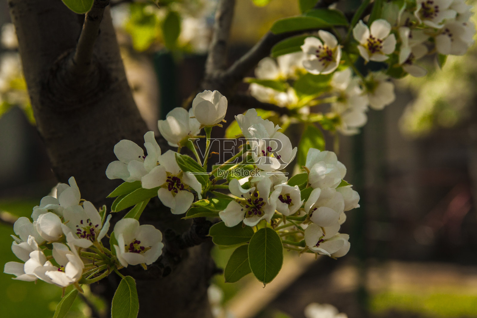 梨照片摄影图片
