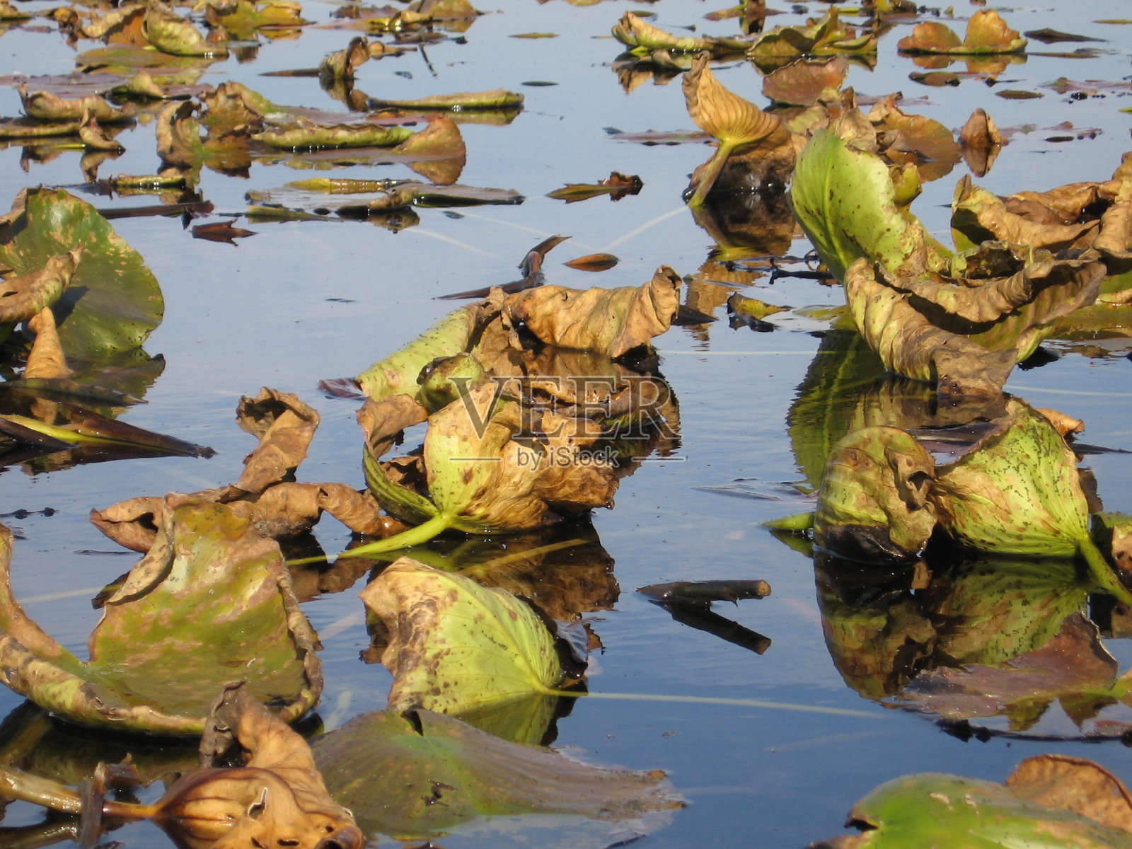 凋谢的秋日睡莲在湖中照片摄影图片