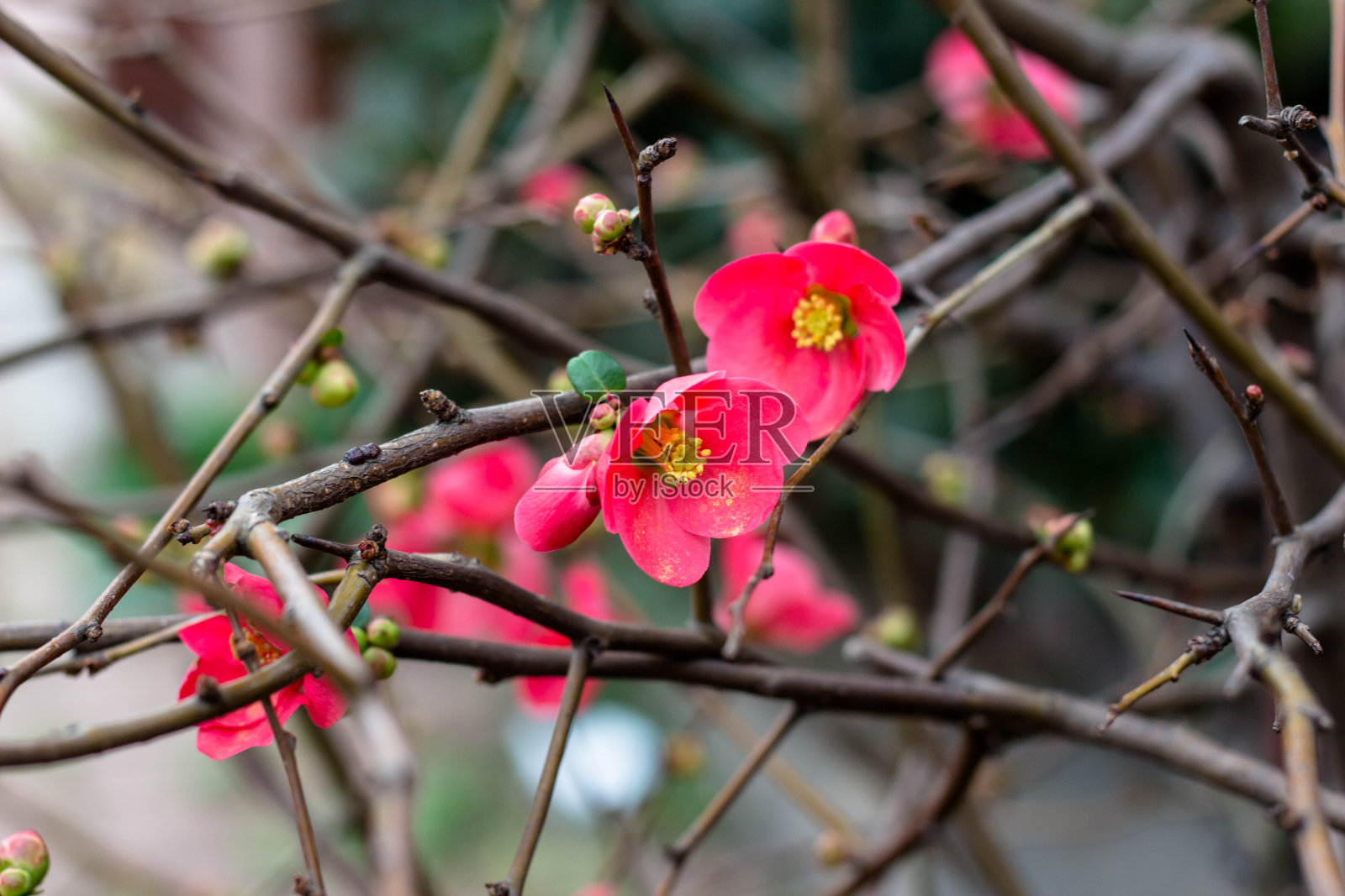 春天的梅花照片摄影图片