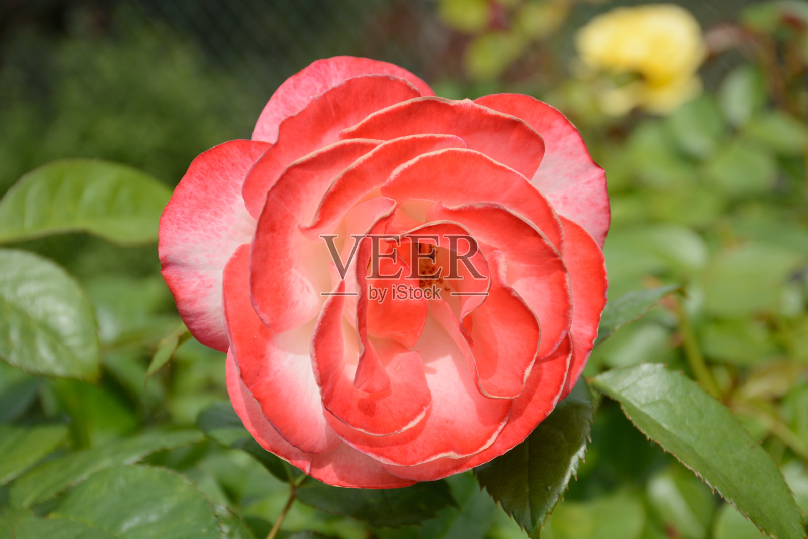 山茶花花照片摄影图片