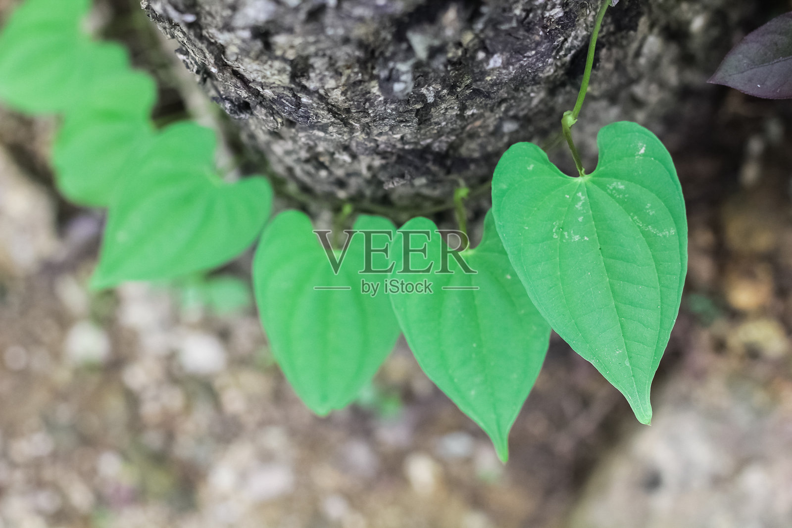 绿色的叶子照片摄影图片