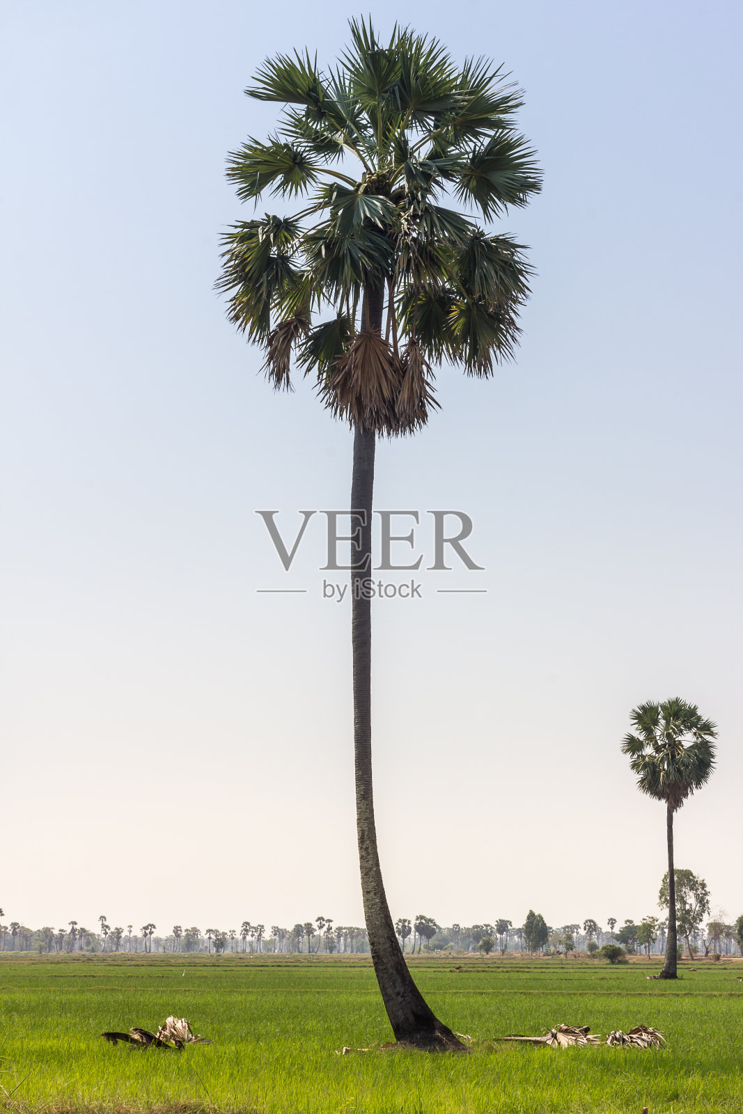 一颗糖棕榈照片摄影图片