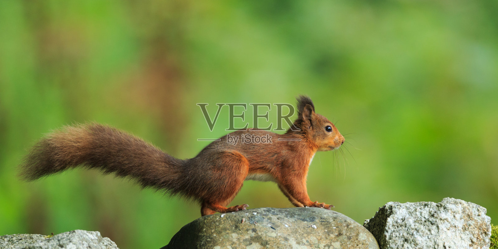 红松鼠照片摄影图片