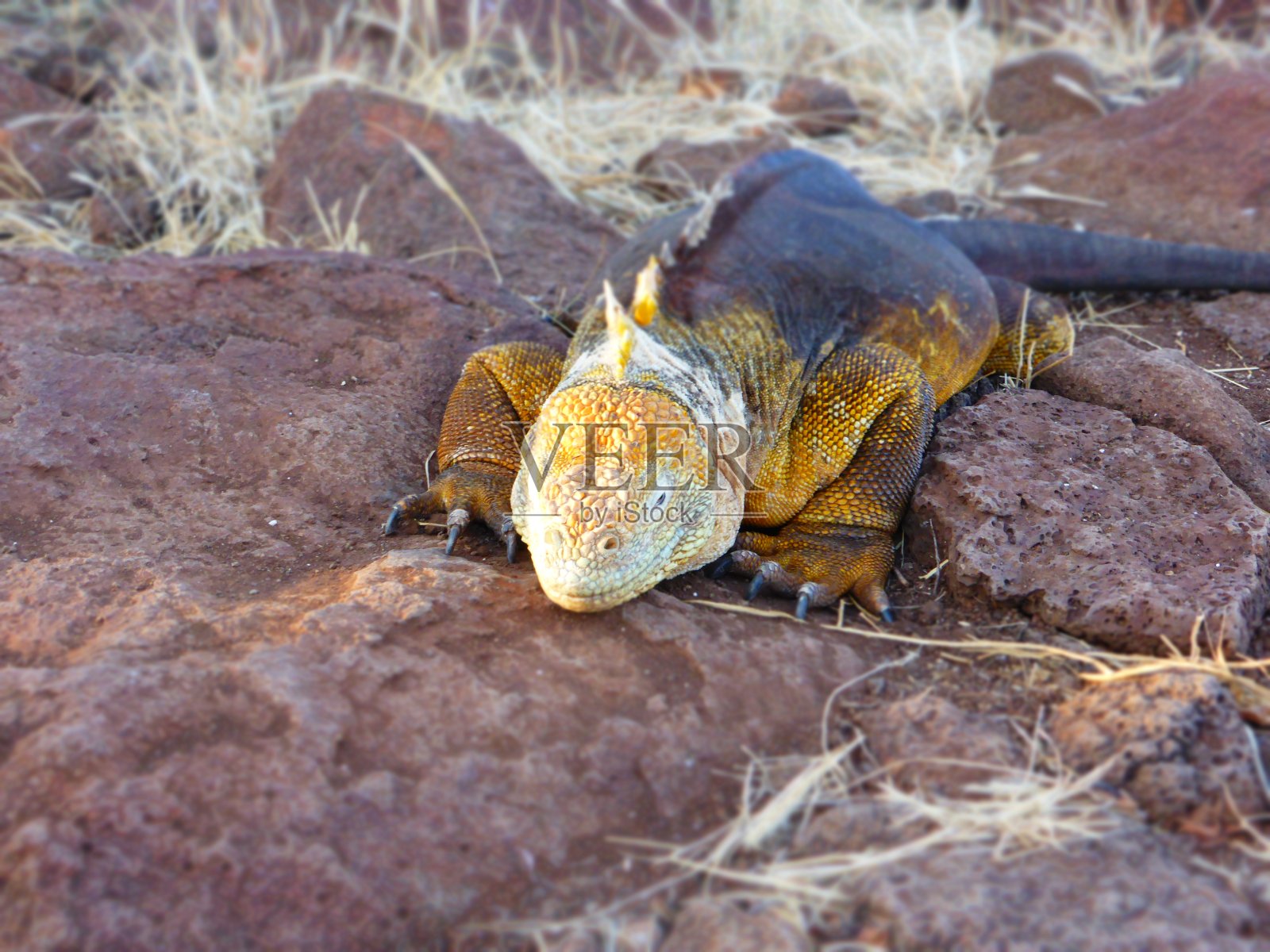 微笑的鬣蜥,加拉帕戈斯群岛照片摄影图片