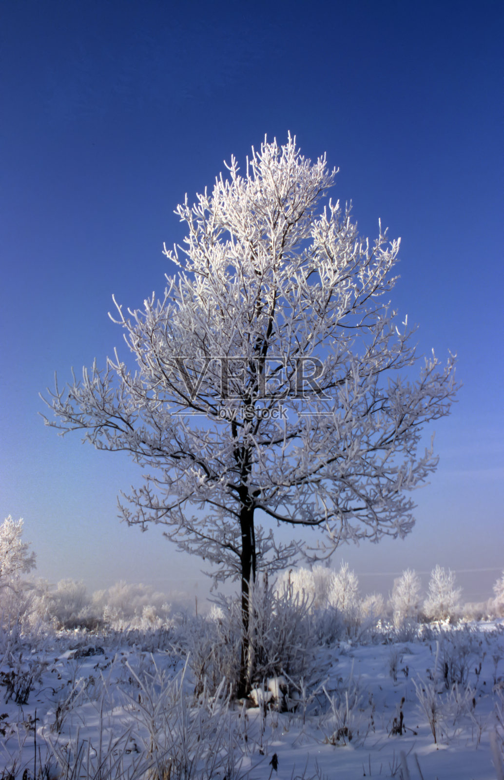 树在冬天照片摄影图片