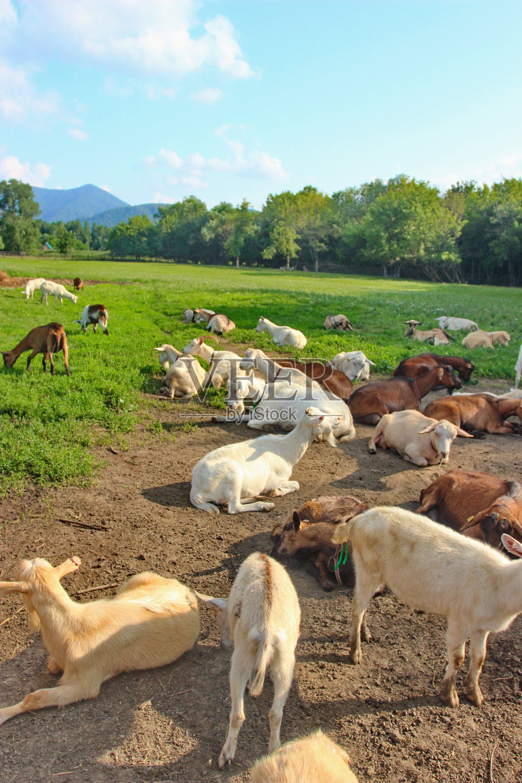 国内的山羊照片摄影图片