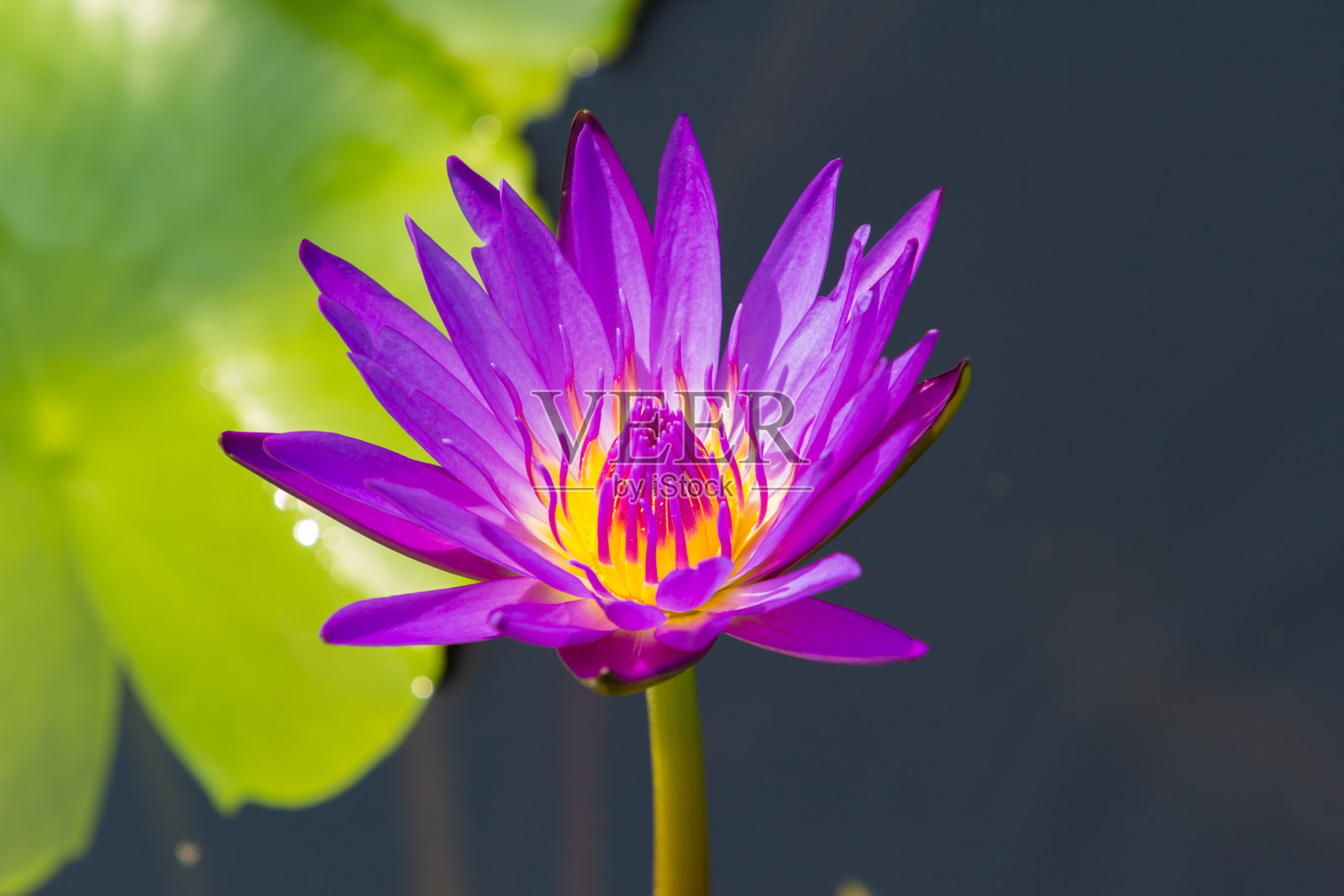特写荷花，睡莲照片摄影图片