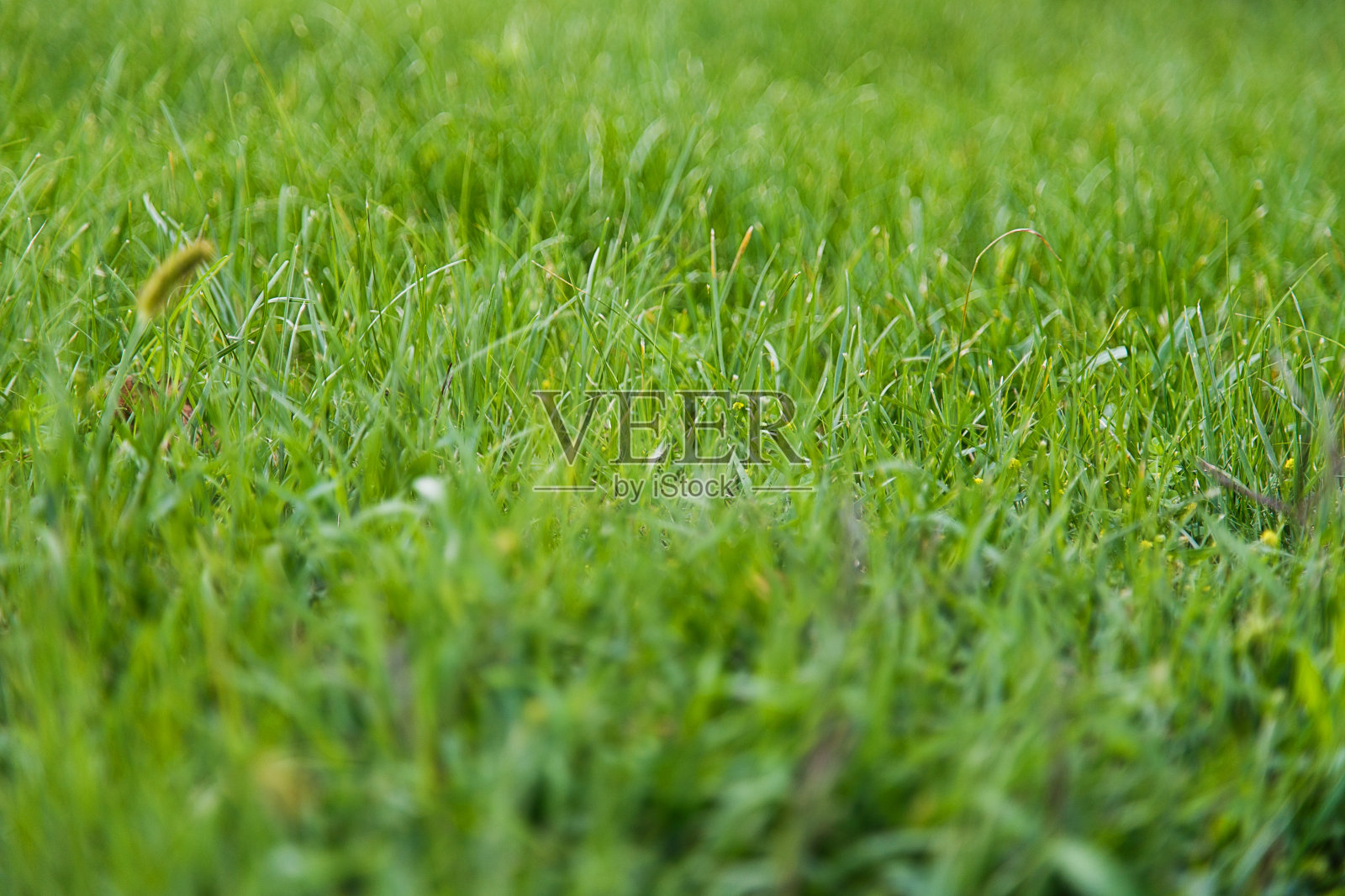 绿草纹理背景照片摄影图片