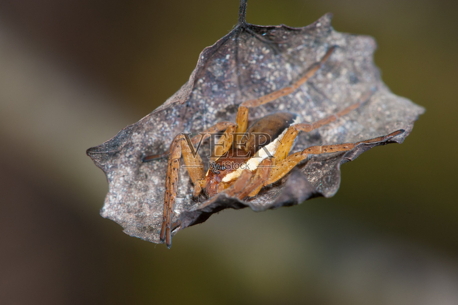 多洛梅德斯·芬布里亚图斯照片摄影图片