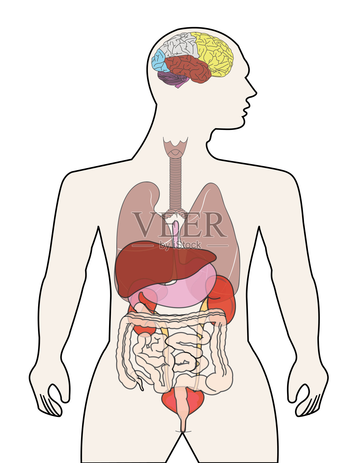 人体器官照片摄影图片