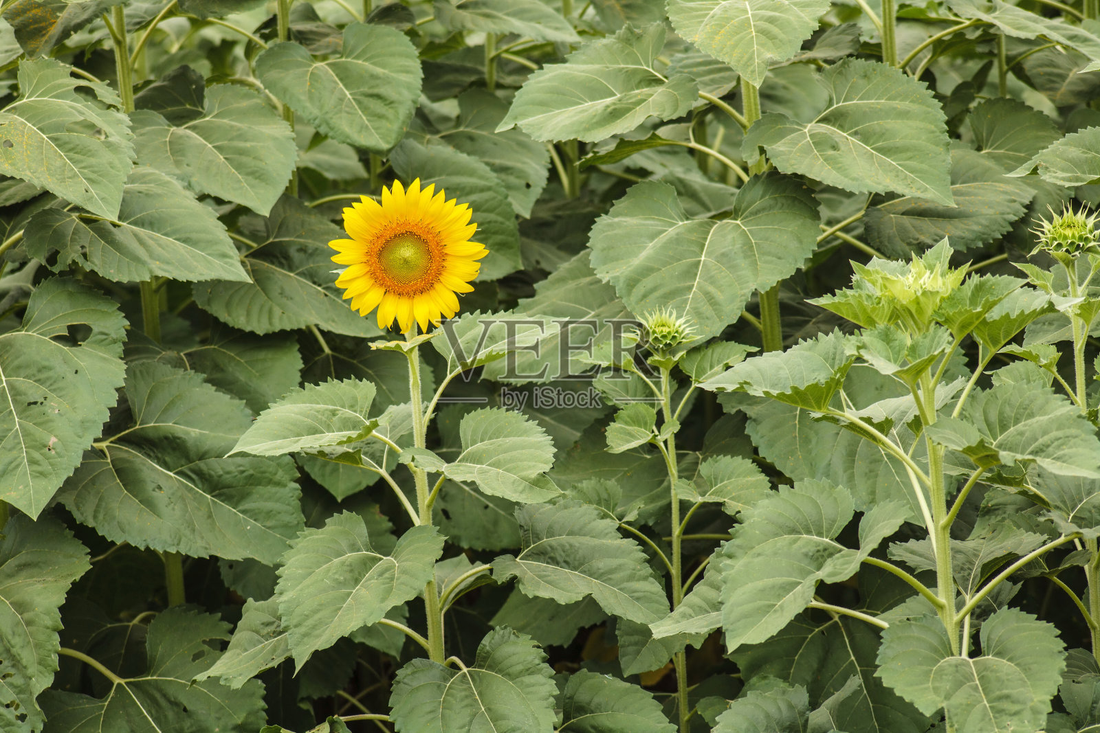 第一次开花照片摄影图片