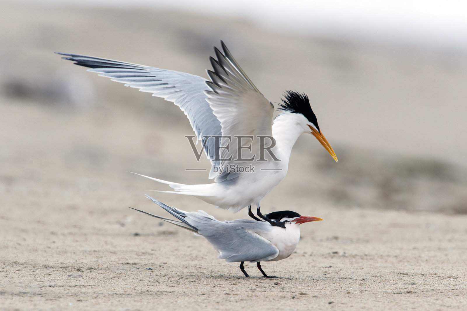 优雅的燕鸥准备交配照片摄影图片