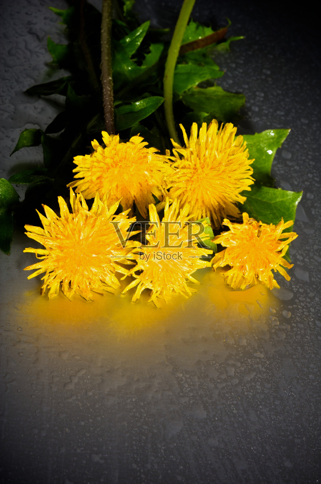 黄色的蒲公英照片摄影图片