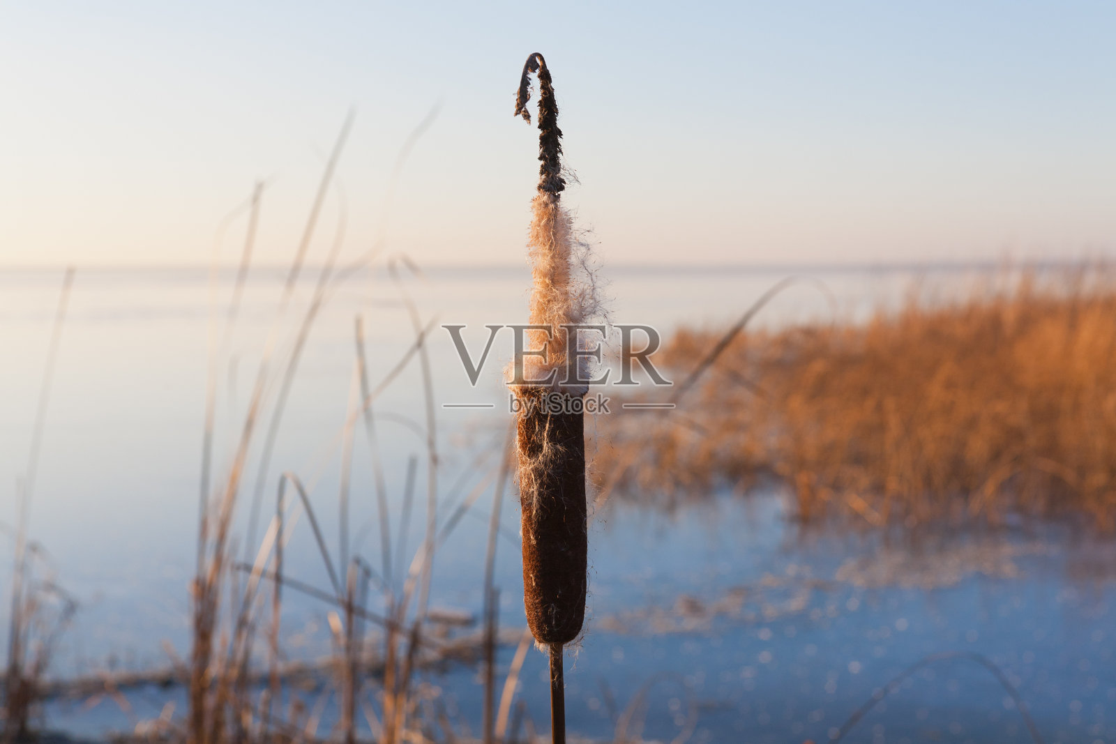 冬天的甘蔗照片摄影图片