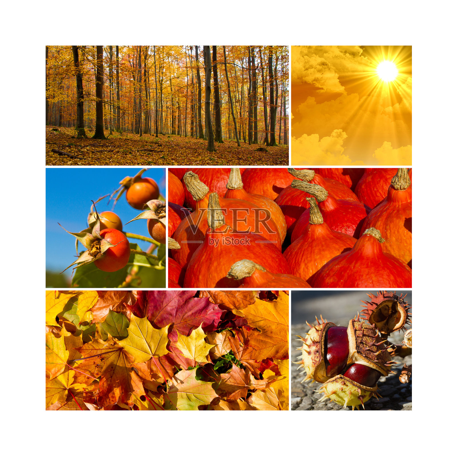 秋天拼贴照片摄影图片