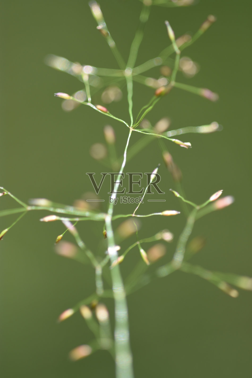 草甸羊茅在风中摇曳照片摄影图片