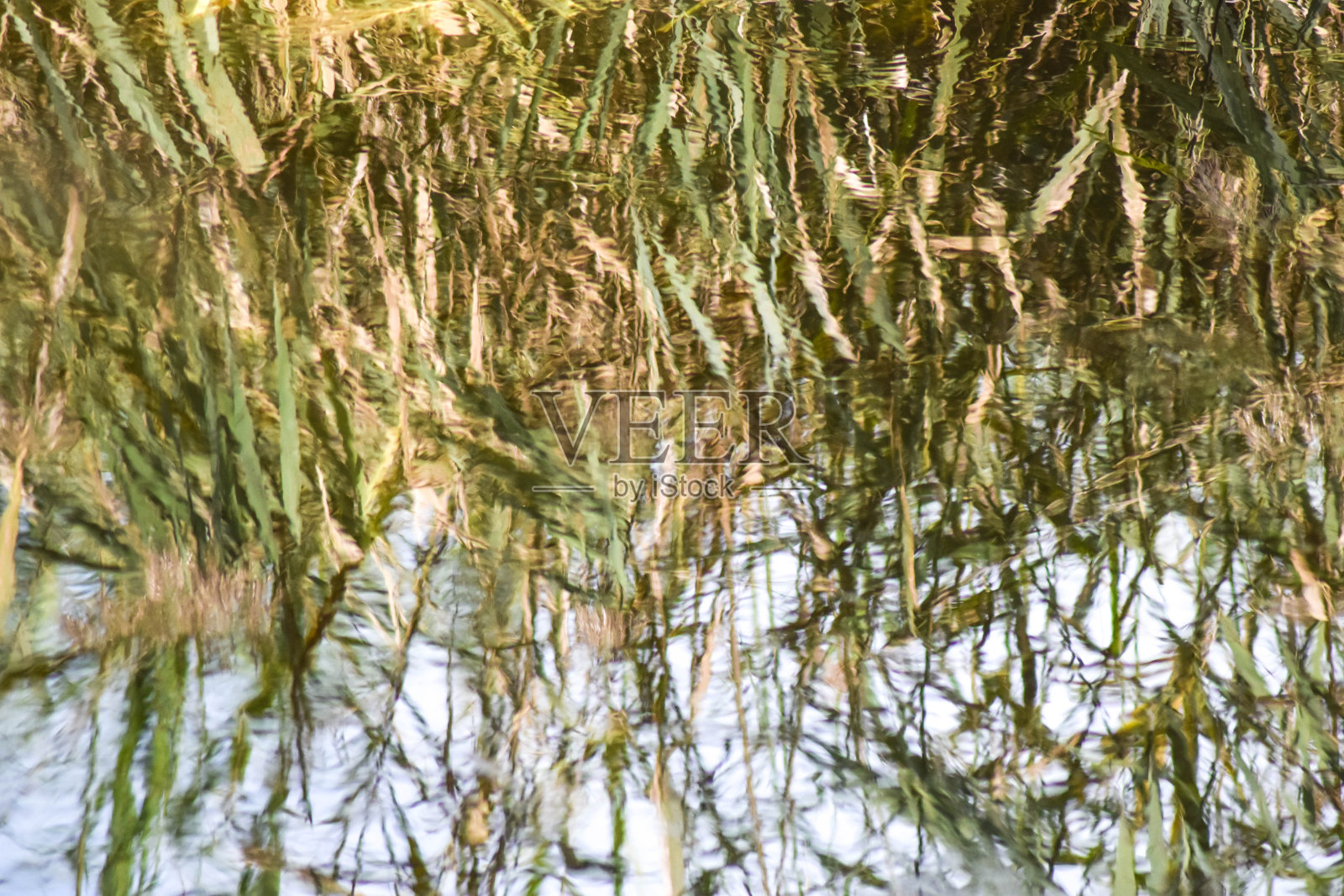 芦苇丛反射照片摄影图片