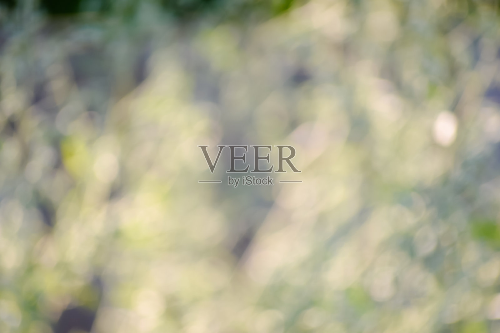 绿色模糊的背景和阳光照片摄影图片