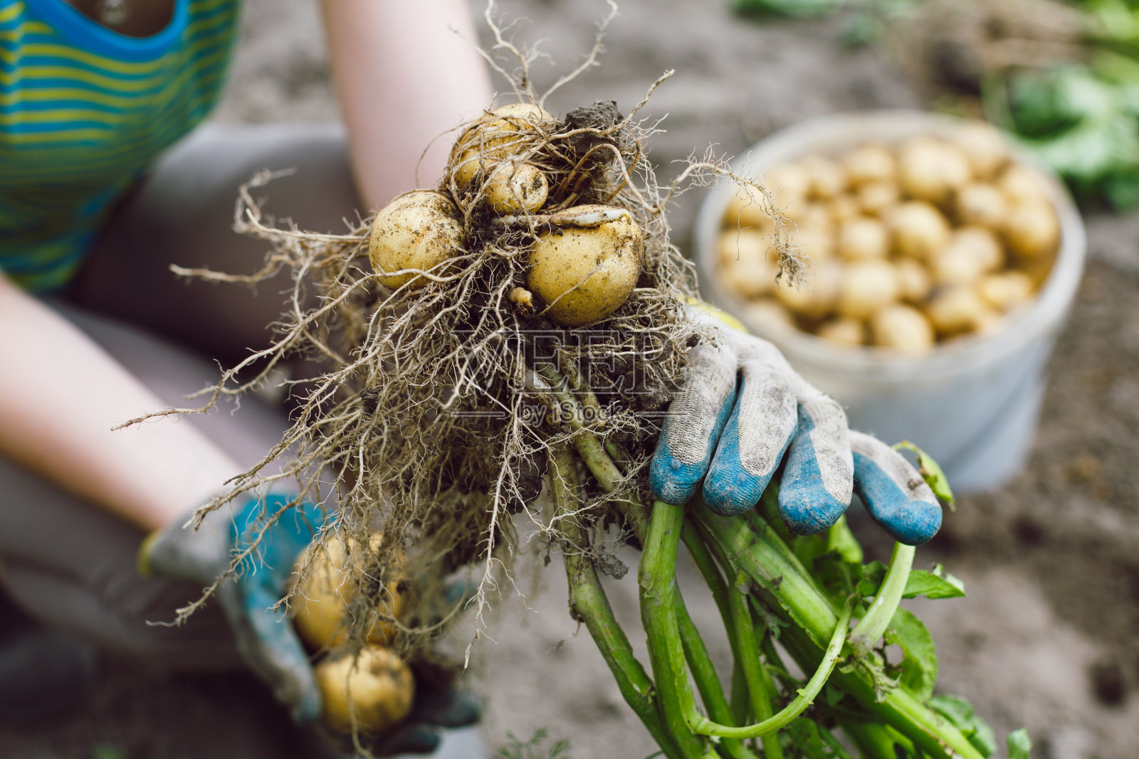 没有洗过的有机土豆从土壤和手上照片摄影图片