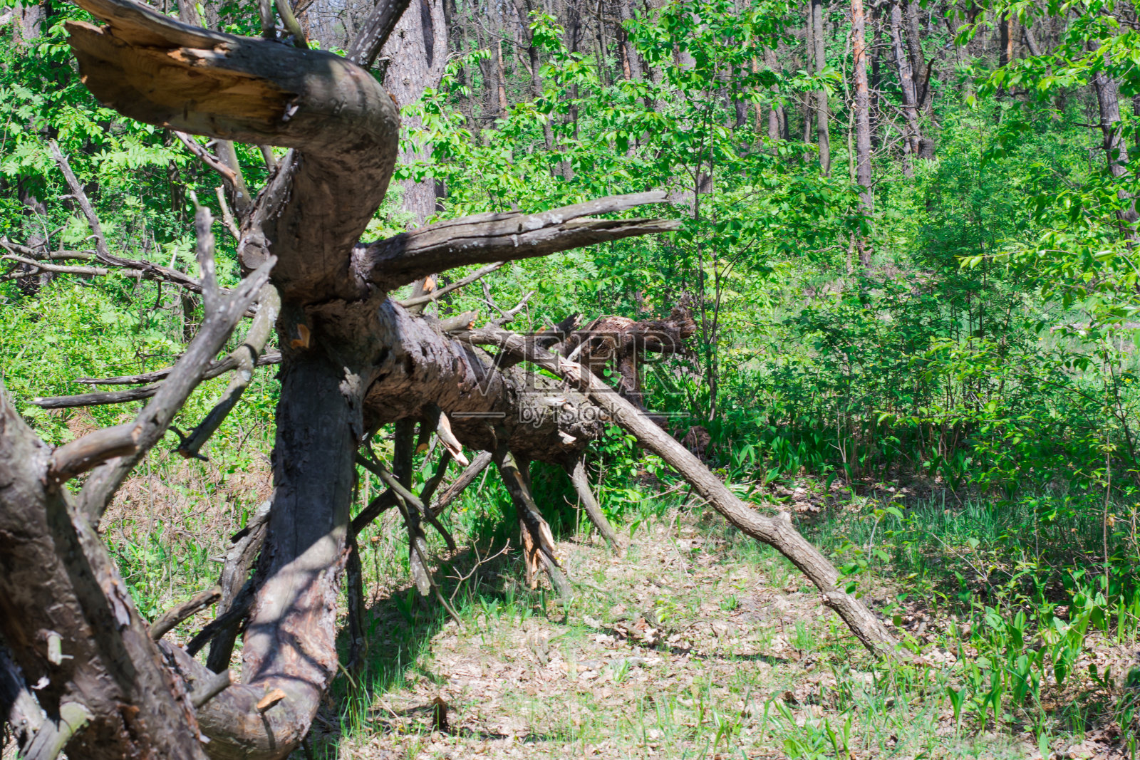 森林里的一棵枯树照片摄影图片