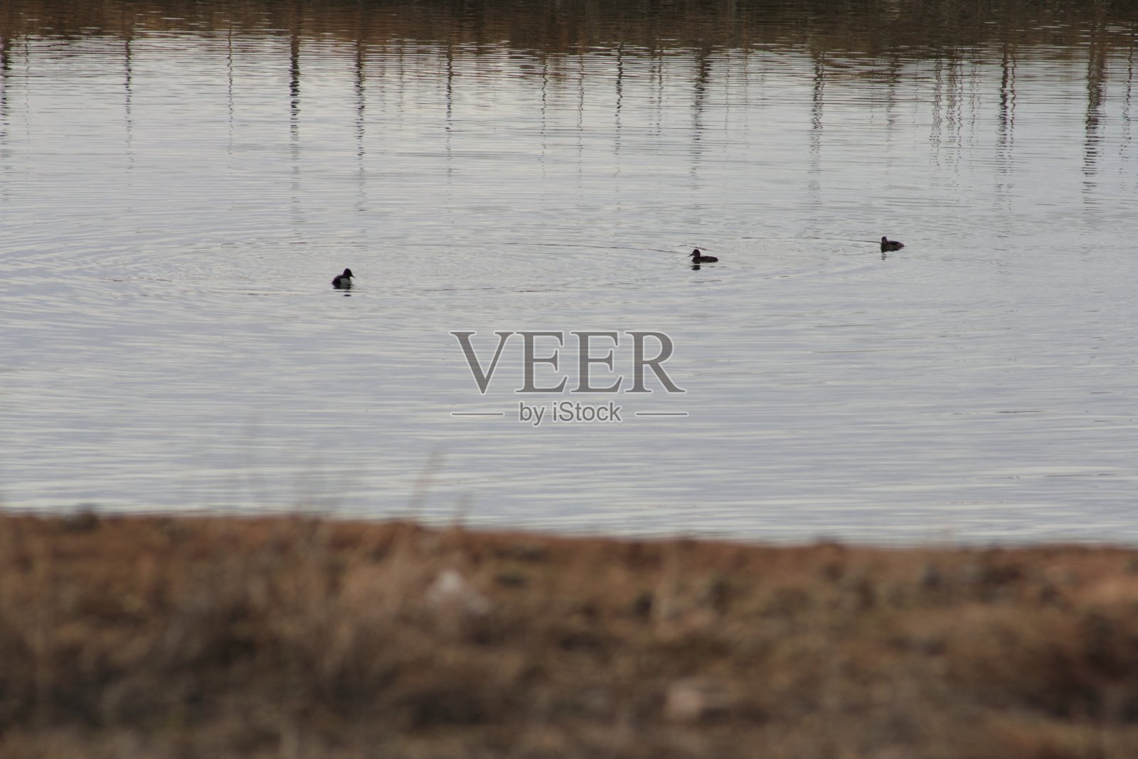 三只鸭子在水上照片摄影图片