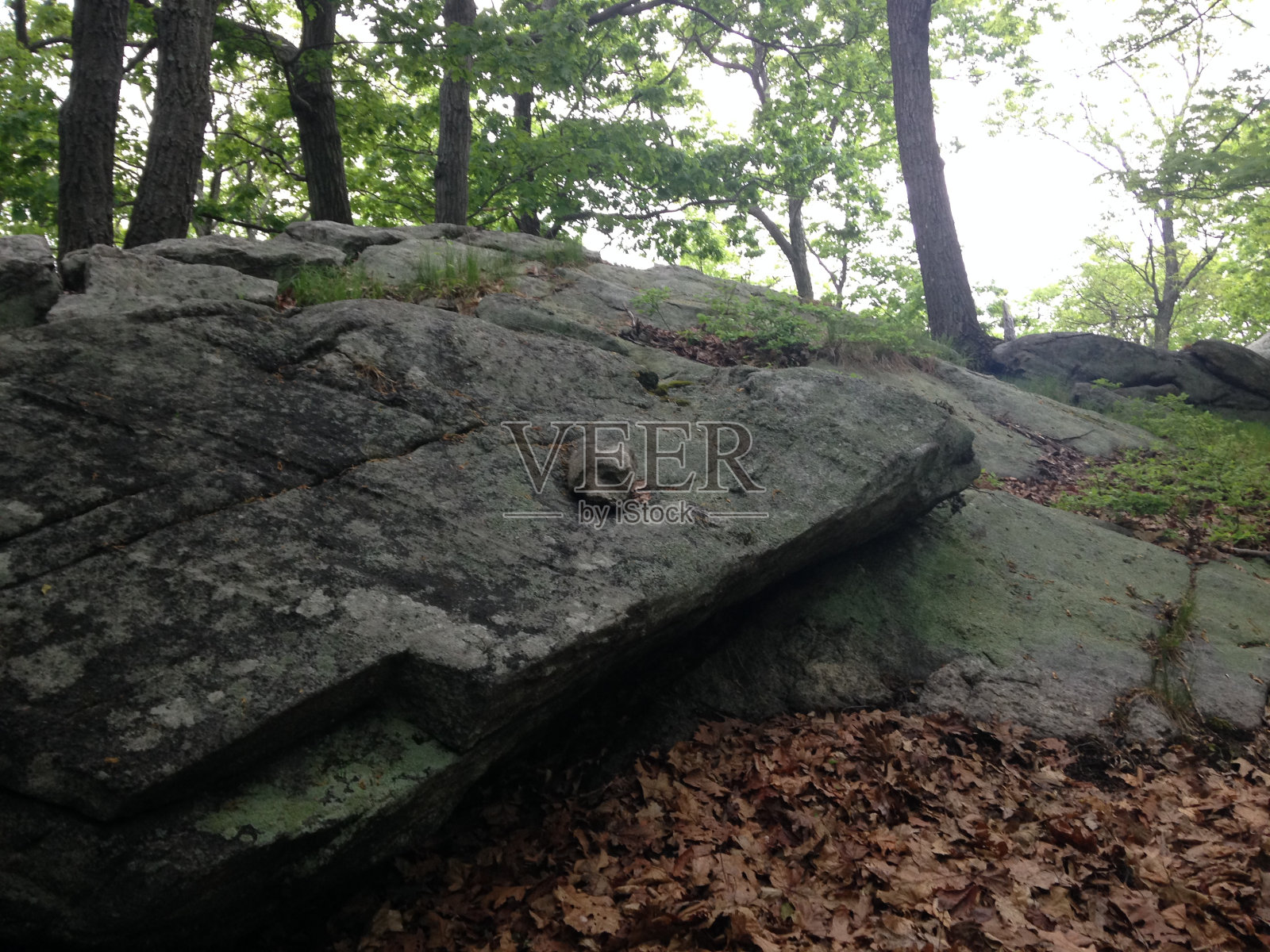 森林里的岩石。照片摄影图片