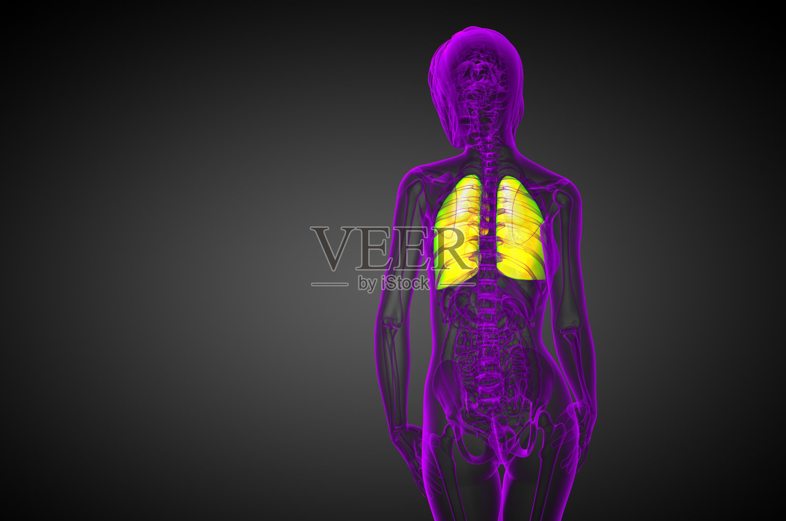3d渲染医学插图的人的肺照片摄影图片